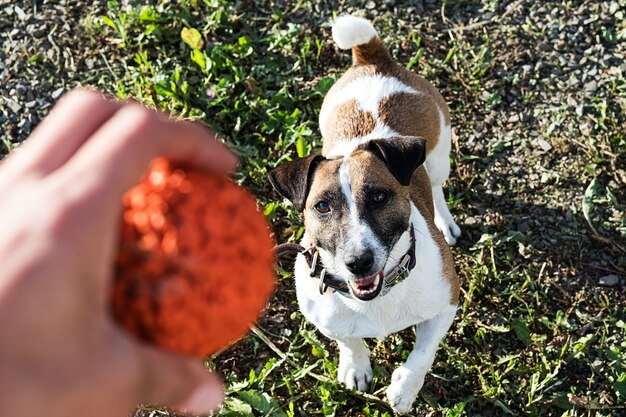 3. **Scavenger Hunt:** Create a hidden treat scavenger hunt for your dog. Bury treats around your yard or hide them in containers and let your dog use their nose to find them.
