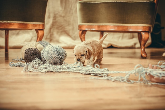 7. **DIY Toys:** Create homemade toys for your dog using items like old t-shirts, tennis balls, or cardboard tubes. These simple and cost-effective toys can provide hours of entertainment for your pup.