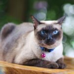 National Siamese Cat Day Sat 06th, Apr 2024